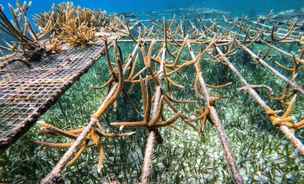 TLC - Coral - Maldives regrowing