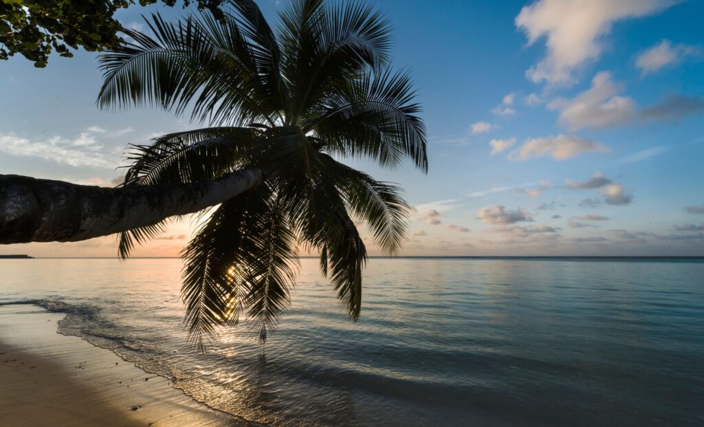 TLC - Maldives - Leaning Palm