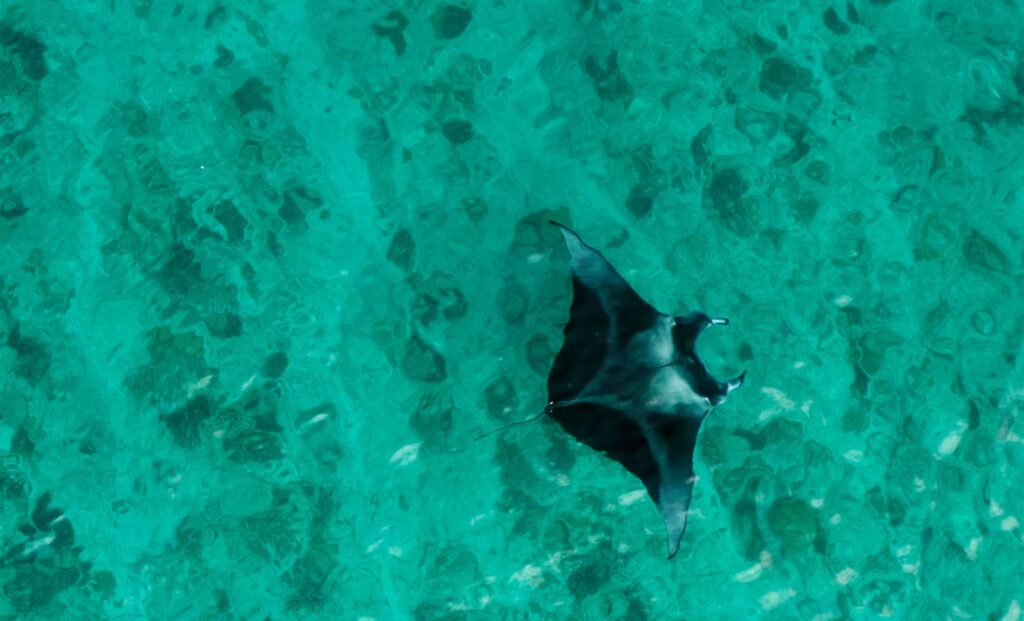 TLC - Manta Ray - Maldives
