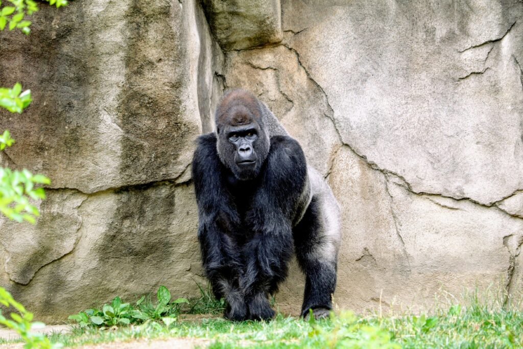 Gorilla in Rwanda